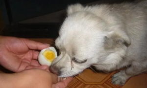 狗狗吃鸡蛋白会怎么样吗