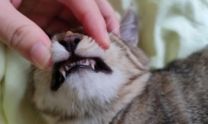 猫咪什么时候开始换牙？