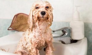 狗生完多久可以洗澡