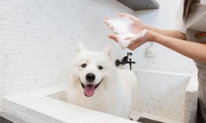 什么地方可以给宠物洗澡