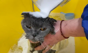 宠物店猫咪洗澡多少钱一只