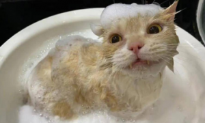 猫咪为什么睡醒就洗澡啊