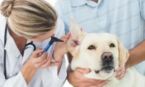 血压低是因为什么狗狗的原因