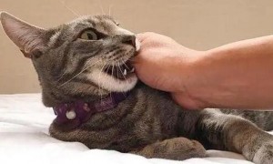 猫咪为什么到处蹭脖子咬人呢