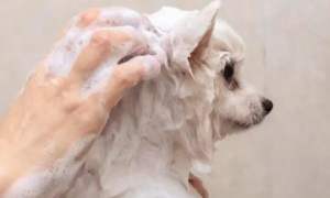 小宠物狗不洗澡怎么办