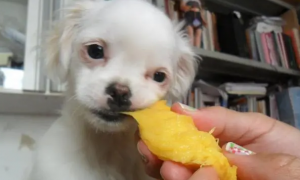 狗狗可以吃芒果吗