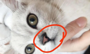 为什么猫咪鼻子嘴巴发黑呢