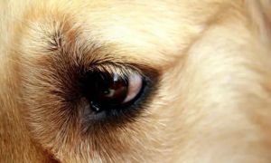 狗狗为什么会长角膜炎呢