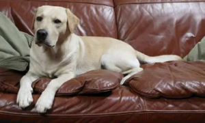 为什么狗狗经常会刨沙发