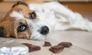 狗狗不能吃巧克力吗为什么