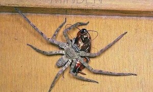 大蜘蛛能不能打死