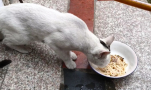 猫可以吃面条吗为什么