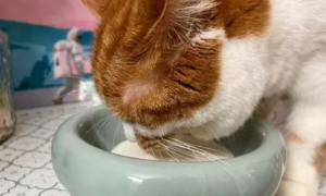 猫狗用过的碗用洗洁精洗过人能用吗