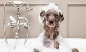 宠物店用什么沐浴露给狗狗洗澡