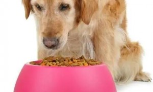 小型犬狗粮如何喂食视频教程