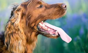 为什么狗狗年龄大了舌头