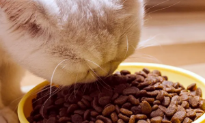 自然本色猫粮属于什么档次