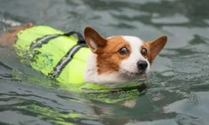 狗狗不会游泳是什么原因