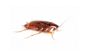 蟑螂怕什么？