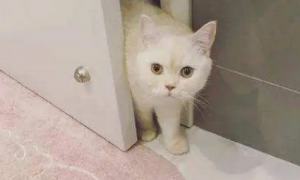 猫咪经常在门口叫你的原因