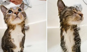 宠物店给猫洗澡洗多久
