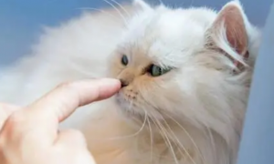 为什么猫咪喜欢舔面霜呢