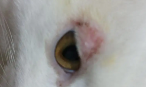 猫咪为什么揉眼睛后红肿