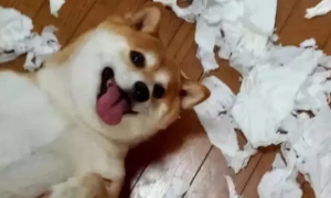 狗狗为什么要撕纸