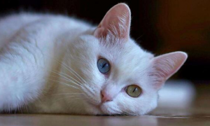 为什么猫咪最怕右眼跳