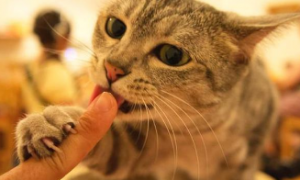 猫咪为什么会疯狂舔你手指