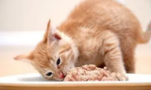 田园猫幼猫一般吃什么猫粮比较好