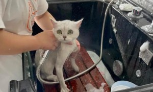 宠物店给猫咪洗澡多少钱