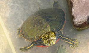 西锦龟是深水龟吗好养吗