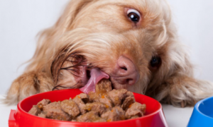 为什么狗狗吃饭这么快呢