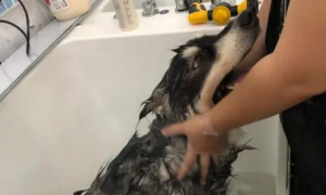 宠物狗多少天可以洗澡