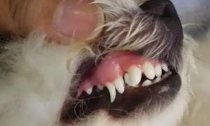 狗狗多大掉牙齿?