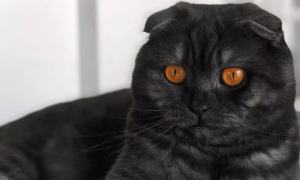 纯黑折耳猫是什么品种