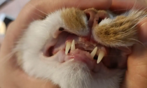 猫咪为什么不长门牙了
