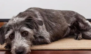 为什么狗狗喜欢睡硬床