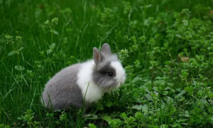宠物兔子一天吃多少食物