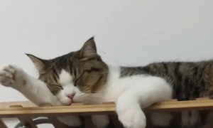 猫睡觉的姿势代表什么意思