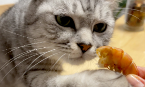 猫咪能不能吃虾？