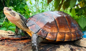 石龟的寿命有多长