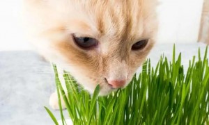 猫咪和狗为什么吃草呢