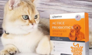 猫咪消炎药和益生菌可以一起吃吗