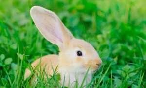 兔子鼻子一直动来动去正常吗为什么