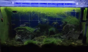 鱼缸里面长绿苔怎么办是好是坏