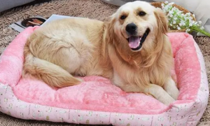 狗狗为什么会抓床垫