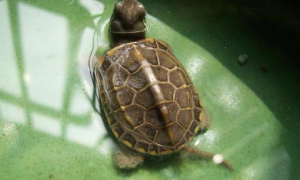 草龟可以活多久啊