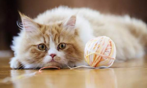 为什么猫咪喜欢舔毛布头